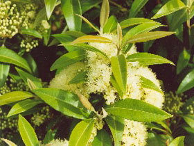 Tumbeela Native Bushfoods - Holiday Sunshine Coast 0