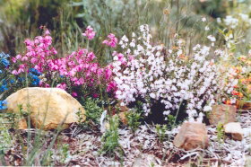 Stokes Bay Bush Garden - Sunshine Coast Tourism 0