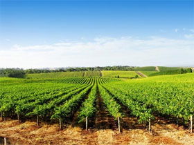 Aldinga Bay Winery - Holiday Sunshine Coast 0