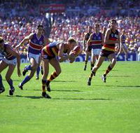 AAMI Stadium Tours - Sunshine Coast Tourism