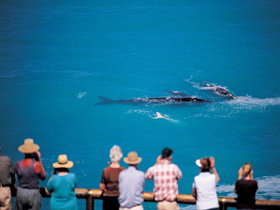 Whale Watching At Head Of Bight - Holiday Sunshine Coast 0
