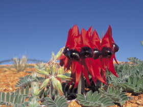 Alan Mclellan Lookout - Holiday Sunshine Coast 0