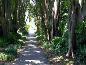 Adelaide Botanic Garden - Sunshine Coast Tourism 0