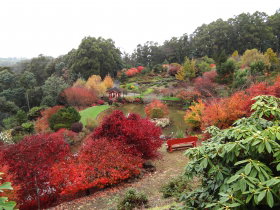 Emu Valley Rhododendron Garden - Sunshine Coast Tourism 0