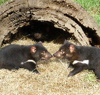 Wing's Wildlife Park - Sunshine Coast Tourism