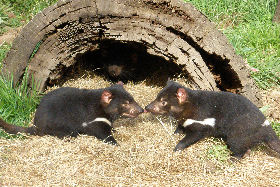 Wing's Wildlife Park - Holiday Sunshine Coast 0