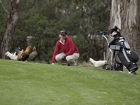 Tasmania Golf Club - The - Sunshine Coast Tourism 0