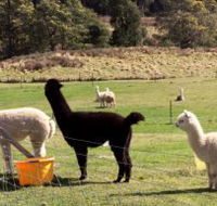 Maydena Country Cabins Accommodation  Alpaca Stud - Sunshine Coast Tourism