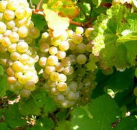 Winstead Vineyard - Holiday Sunshine Coast