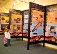 Platypus Experience - Sunshine Coast Tourism