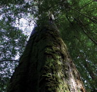 Styx Big Tree Reserve - Sunshine Coast Tourism