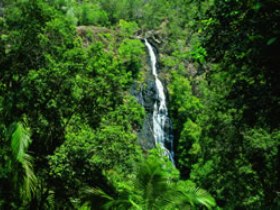 Kondalilla National Park - Holiday Sunshine Coast 0