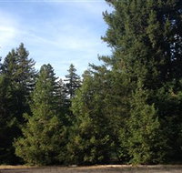 Pialligo Redwood Forest - Sunshine Coast Tourism