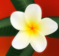 Well Retreat - Day Spa and Teahouse - Sunshine Coast Tourism