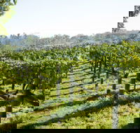 Surveyor's Hill Vineyards - Sunshine Coast Tourism
