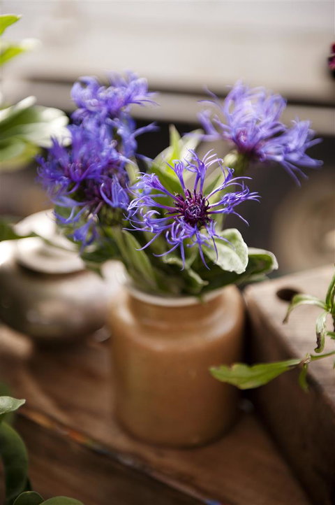 Salamanca Market - Sunshine Coast Tourism 1