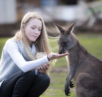 Bonorong Wildlife Sanctuary - Holiday Sunshine Coast