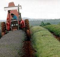 Bridestowe Lavender Farm - Holiday Sunshine Coast