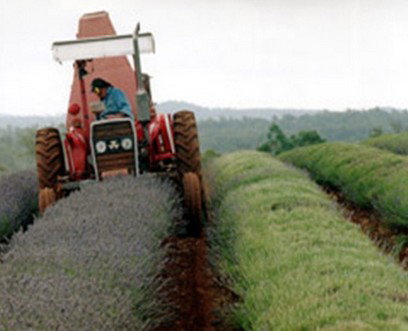 Bridestowe Lavender Farm - Sunshine Coast Tourism 0