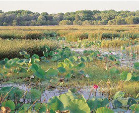 Fogg Dam Conservation Reserve - Sunshine Coast Tourism 0
