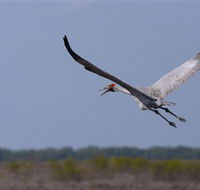 Gayngaru Wetlands Interpretive Walk - Sunshine Coast Tourism
