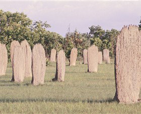 Magnetic Termite Mounds - Holiday Sunshine Coast 0