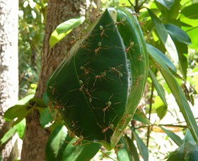 Greenant Creek Walk - Holiday Sunshine Coast 0