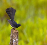 Holmes Jungle Nature Park - Holiday Sunshine Coast