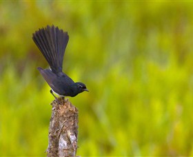 Holmes Jungle Nature Park - Holiday Sunshine Coast 0