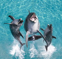 Sea World - Sunshine Coast Tourism