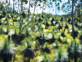 Bicentennial National Trail - Section 5 - Holiday Sunshine Coast 0