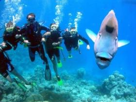 Magic Mountain Dive Site - Sunshine Coast Tourism 0