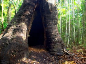 Tewantin National Park - Holiday Sunshine Coast 0