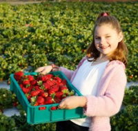 Strawberry Fields - Sunshine Coast Tourism
