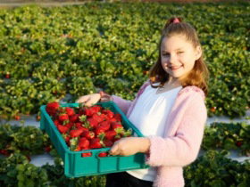 Strawberry Fields - Holiday Sunshine Coast 0