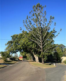 Anzac Avenue Memorial Trees, Beerburrum - Holiday Sunshine Coast 0