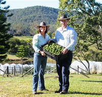 Hinterland Feijoas