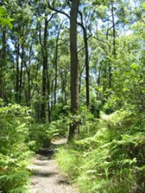 Mapleton Falls National Park - Sunshine Coast Tourism 0
