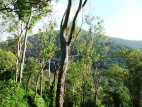 Smiths Track, Barron Gorge National Park - Holiday Sunshine Coast 0