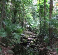 Mossman Gorge Rainforest Circuit Track Daintree National Park