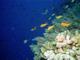 The Three Sisters Dive Site - Holiday Sunshine Coast 0