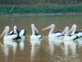 Pelican Point - Holiday Sunshine Coast 0