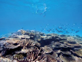 Australian Institute Of Marine Science - Sunshine Coast Tourism 0