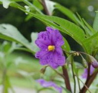 Alpha Native Flower Garden - Sunshine Coast Tourism