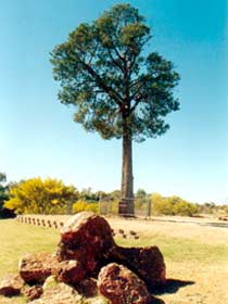 Cuttaburra QLD Sunshine Coast Tourism