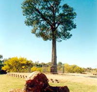 Robbers Tree - Sunshine Coast Tourism