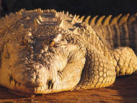 Koorana Crocodile Farm - Holiday Sunshine Coast 0