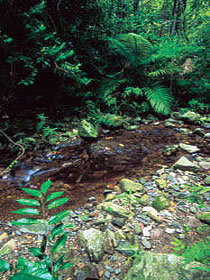 Wompoo Walk - Sunshine Coast Tourism 0