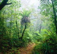 Lamington National Park Green Mountains Section