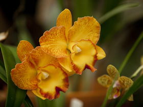 Queens Park - Orchid House - Sunshine Coast Tourism 0
